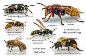 Bees and wasps