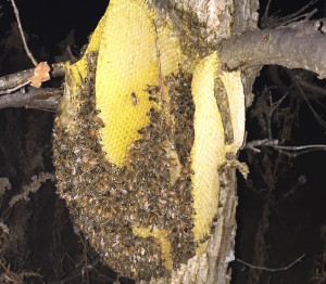 Horse Hive cropped narrowly